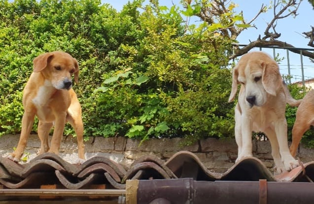 Chi ha visto Rudy e Luna? Coppia di cani sparita da Andorno