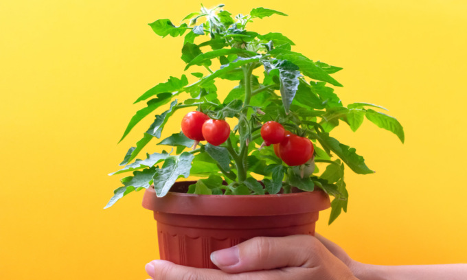 Oggi in regalo con Eco di Biella i pomodori ciliegino