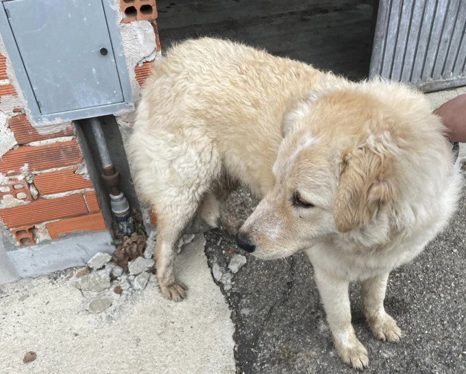 Cane randagio a Sordevolo: si cerca il padrone