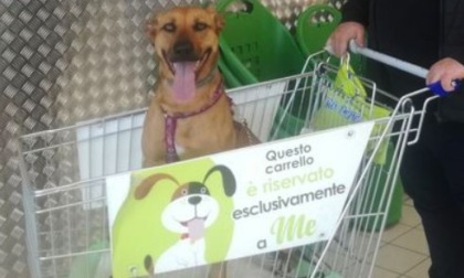 Sì all'ingresso dei cani nei supermercati e nei negozi di generi alimentari