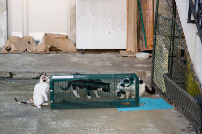 Torna il “Ristogatto”: l’iniziativa di Gattopoli per aiutare i randagi