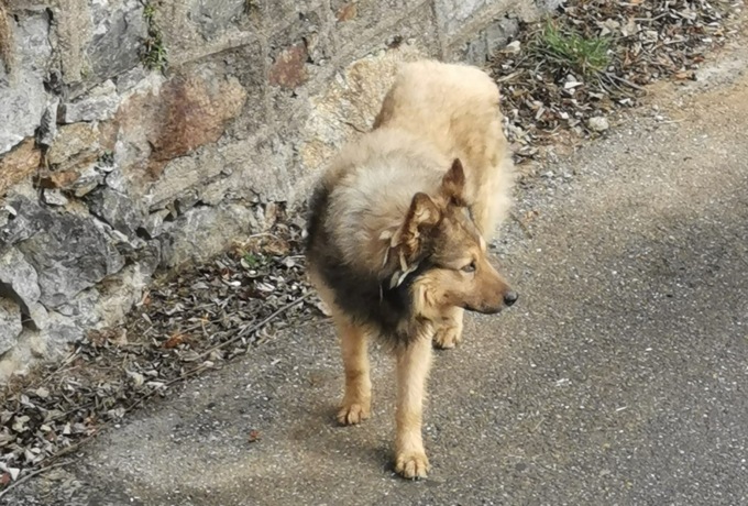 Sembrava un randagio ma è solo in cerca d’amore