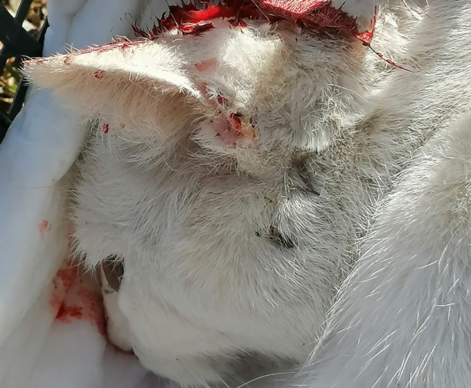 Uccide un gatto investendolo con l’auto e scappa: pirata della strada a Valdilana