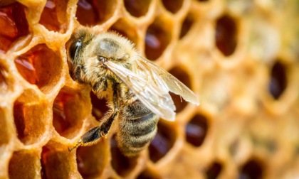 1,3 milioni di euro a sostegno dell'apicoltura