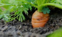Da lunedì a mercoledì Eco di Biella regala le carote