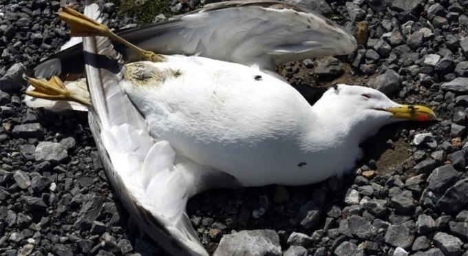 Morti per l’aviaria i due gabbiani di Viverone