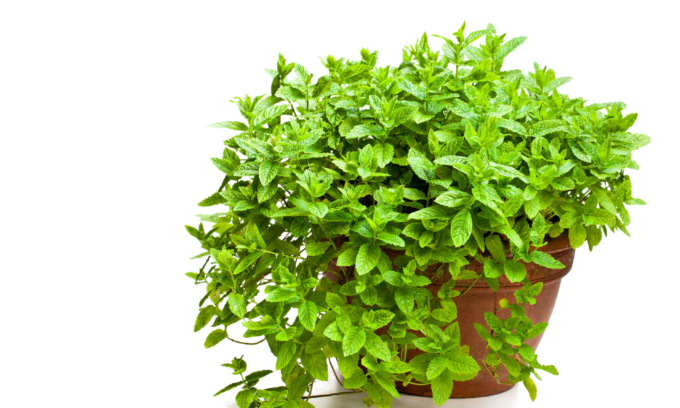 In regalo con Eco di Biella i semi di menta