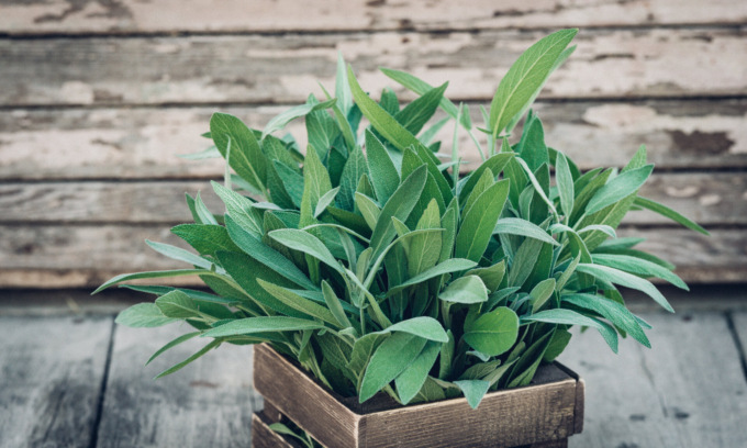 Da lunedì a mercoledì in regalo con Eco di Biella i semi di salvia