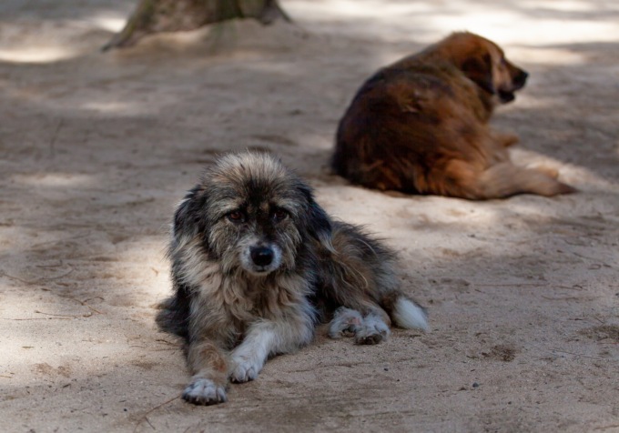 Pray: padrone ritrova i suoi due cani grazie a Facebook