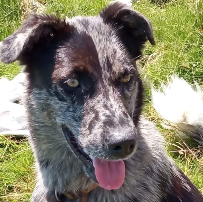 Bimba, il pastore biellese scomparso da una settimana ancora non si trova