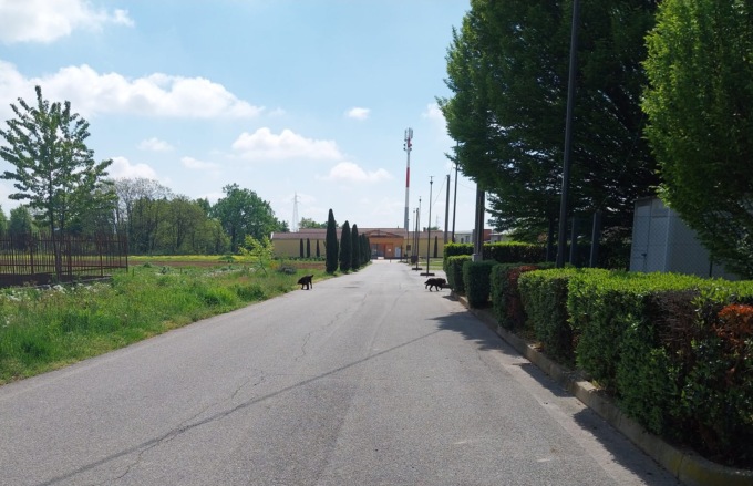 Proprietario cercasi: avvistati due cani senza padrone diretti verso il cimitero