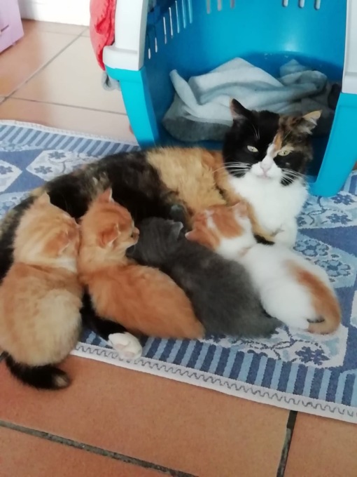 Raccolta pappa per i mici di Gattopoli