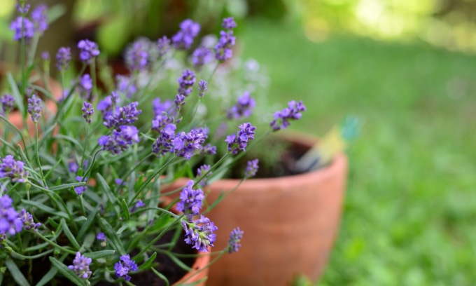 Da lunedì a mercoledì con Eco di Biella la profumatissima lavanda