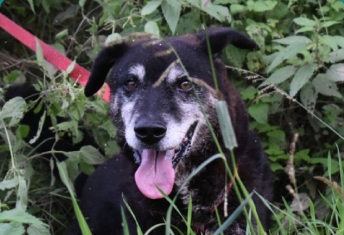 “Se n’è andato il nonnino Oscar”, l’addio del Rifugio Animali al cane che non ha mai trovato un’altra casa