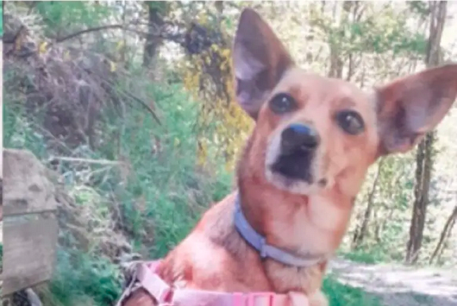 Auto investe una cagnolina e non si ferma, la padrona: «Vorrei almeno delle scuse»