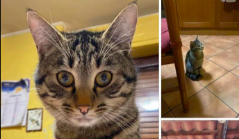 “Ranocchietto” è tornato a casa dopo una ricerca durata più di una settimana