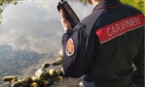 Preleva acqua da un ruscello per innaffiare l'orto: pesante sanzione dei Carabinieri forestali