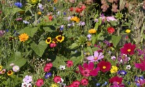 Da oggi con Eco di Biella dei bellissimi fiori per api