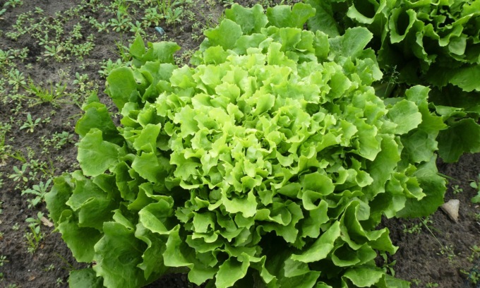 In regalo con Eco di Biella l’indivia scarola verde