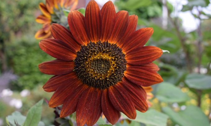 Girasole evening sun, da lunedì in regalo con Eco di Biella