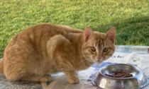 Gatto scomparso da due mesi: l'appello della proprietaria