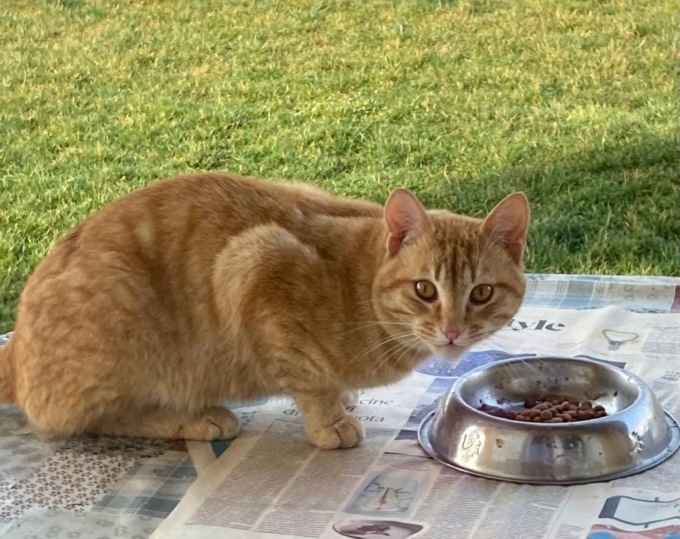 Gatto scomparso da due mesi: l’appello della proprietaria