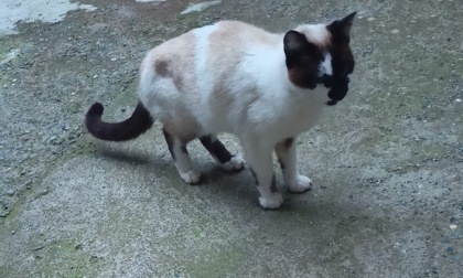 Gattina si introduce in un cortile: la padrona di casa cerca i proprietari