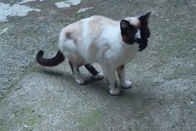 Gattina si introduce in un cortile: la padrona di casa cerca i proprietari