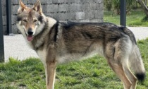 Scomparso nella notte un cane lupo a Sandigliano