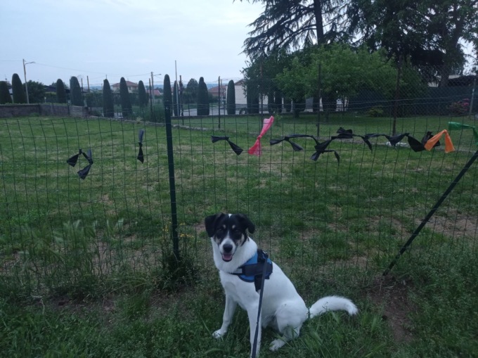 «Che bello vedere il parco così pulito»: cittadini felici per l’iniziativa dedicata all’area di sgambamento
