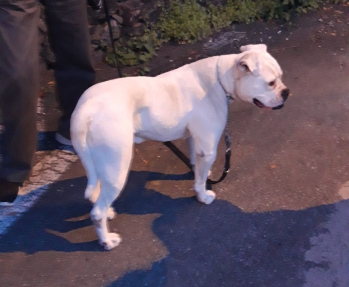 Fermato dogo argentino che vagava senza padrone