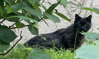 Proprietario di un gatto cercasi: "Voglio evitare che rischi la vita"