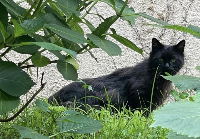 Proprietario di un gatto cercasi: “Voglio evitare che rischi la vita”