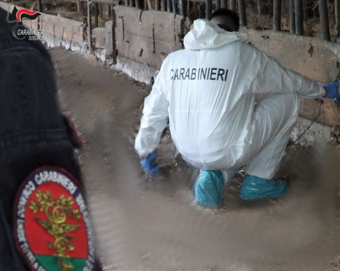 Scoperto un cimitero di pecore e capre (più un cane) in un vecchio cascinale di Veglio: denunciato uomo di 44 anni