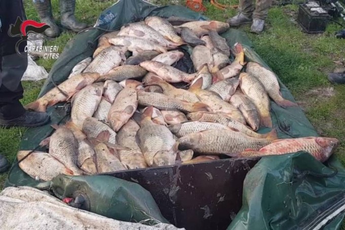 Bracconaggio ittico: sgominata gang criminale, otto misure cautelari
