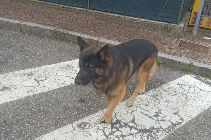 Cane a zonzo per la piazza: si cerca il proprietario