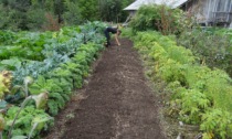 Azienda cerca operaio agricolo