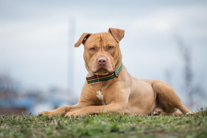 Crocchette per Pitbull: come sceglierle al meglio?