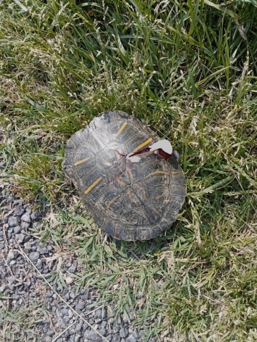 Forse lanciata da un’auto in corsa la tartaruga d’acqua trovata morta in strada