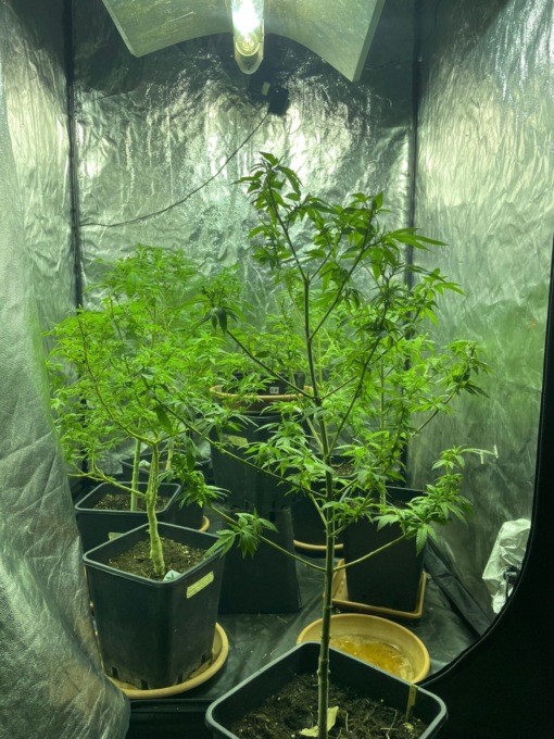 Coltivavano marijuana in casa: due arresti della Polizia. Sequestrate 59 piantine