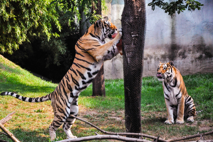 Contro caldo e afa, ghiaccioli agli animali del Bioparco Zoom