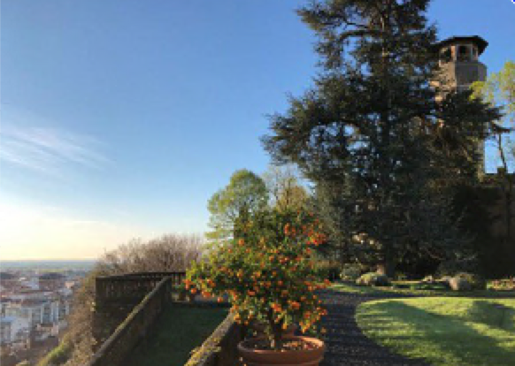 Biella: abbattuto dal fulmine il grande cedro al Piazzo