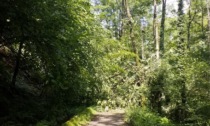 Chiusa per un albero caduto la strada del Gorgomoro. Area pic nic interdetta