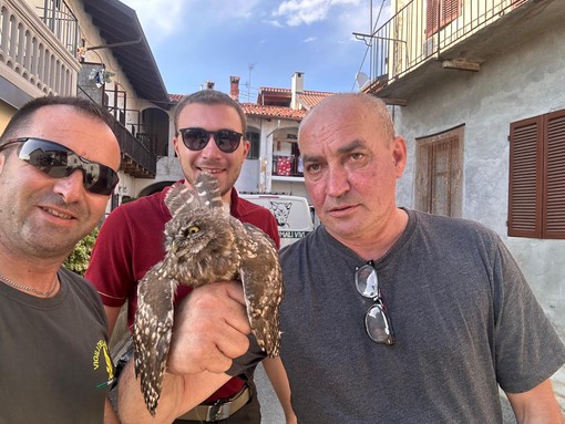 Civetta intrappolata in una canna fumaria liberata dai Vigili del fuoco