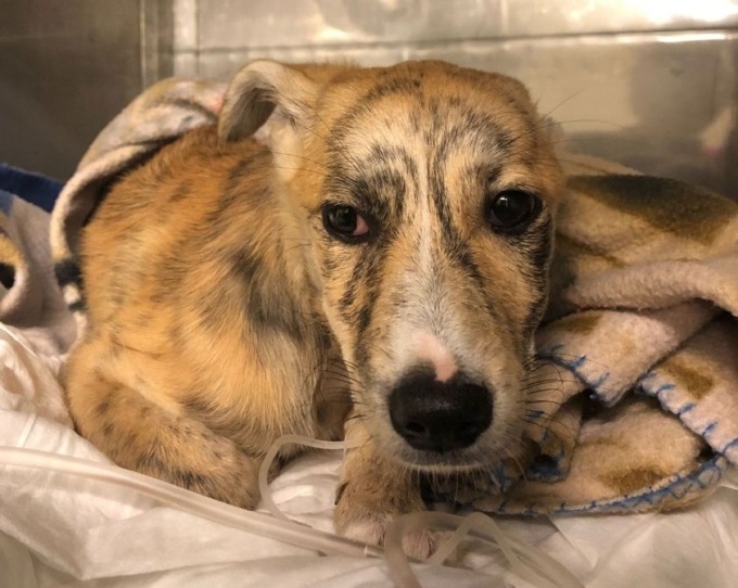 La cagnolina Fortunella non ce l’ha fatta: “Tolleranza zero verso queste persone”