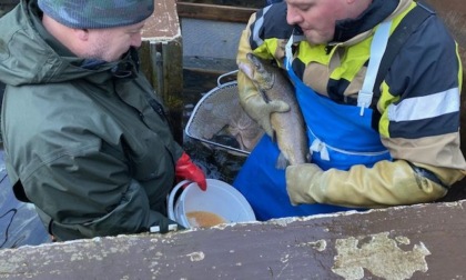 Associazione Pescatori Trivero: difensori dei torrenti dell'Alta Val Sessera