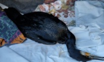 Ritrovato a Viverone un cormorano agonizzante: si pensa sia aviaria