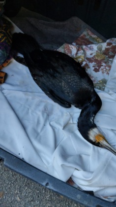 Ritrovato a Viverone un cormorano agonizzante