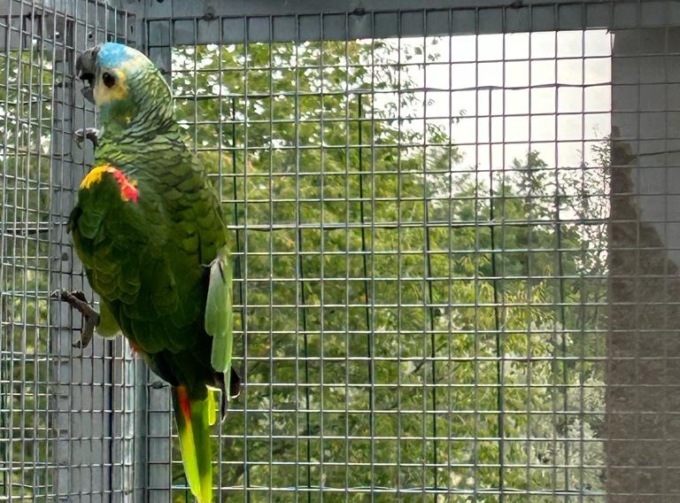 Ladri entrano in casa e rubano… Un pappagallo