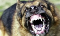 Cittadino esasperato in centro a Biella: "Accerchiato da tre cani rabbiosi mi sono messo a urlare"